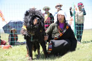 Tibetan Mastiff Dogs